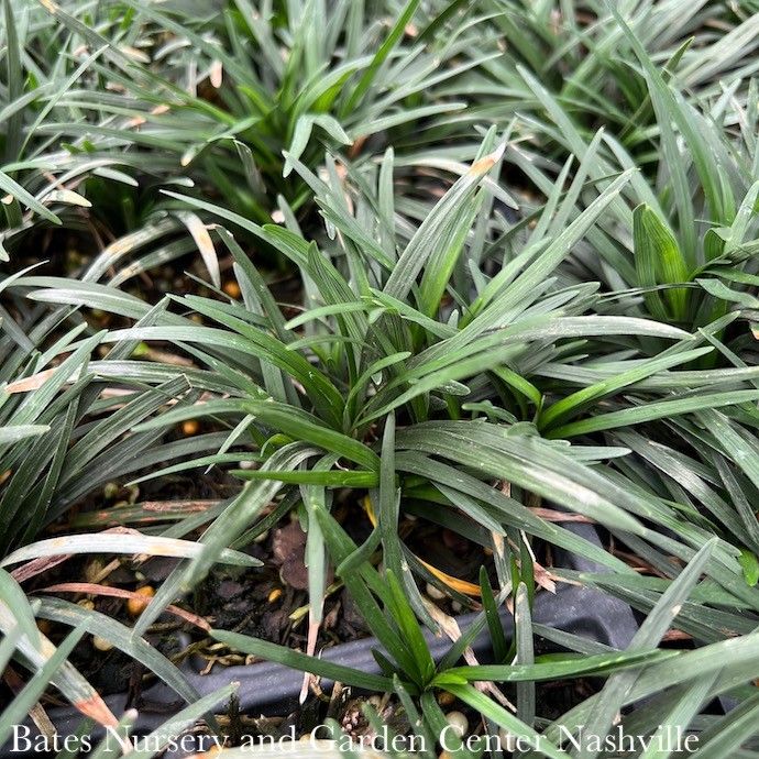 #1 Ophiopogon japonicus Nanus/ Dwarf Mondo Grass