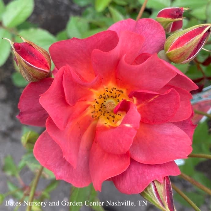 #3 Rosa Cinco De Mayo/ Floribunda Rose - No Warranty