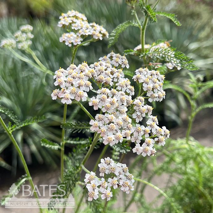 #1 Achillea millefolium AB / Yarrow Native (TN)