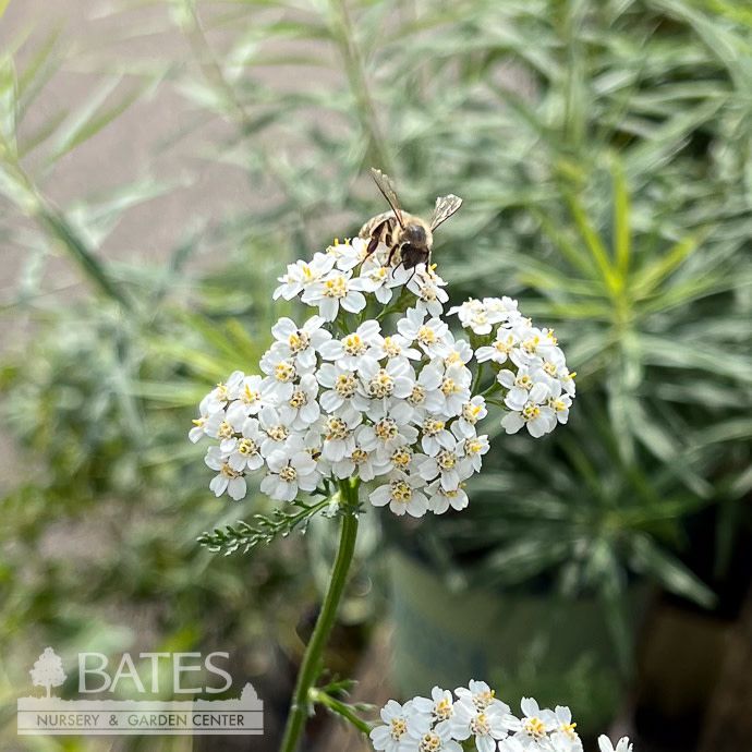 #1 Achillea millefolium AB / Yarrow Native (TN)