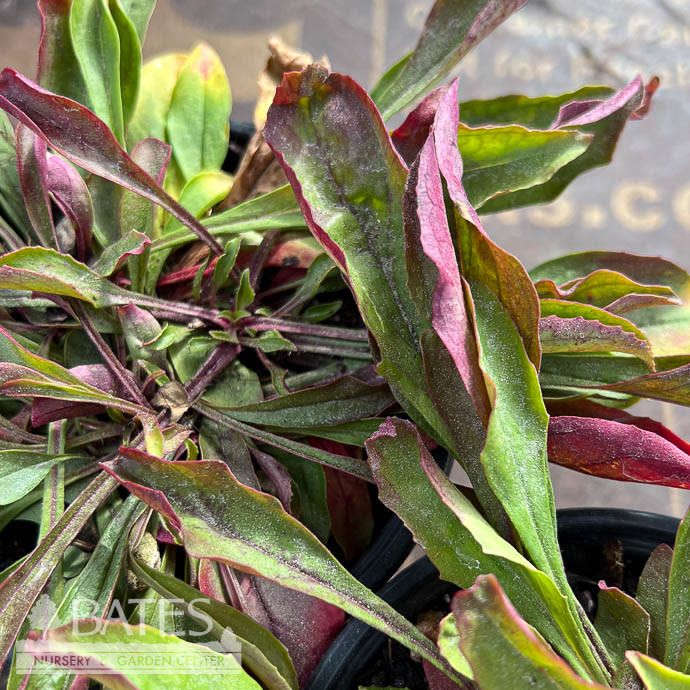 #1 Penstemon hirsutus AB / Hairy Beardtongue Native (TN)