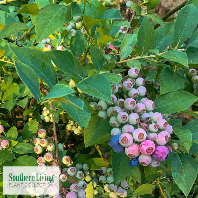 Edible #3 Vaccinium ashei SL Takes The Cake (Vernon)/ Rabbiteye Blueberry Native (TN)