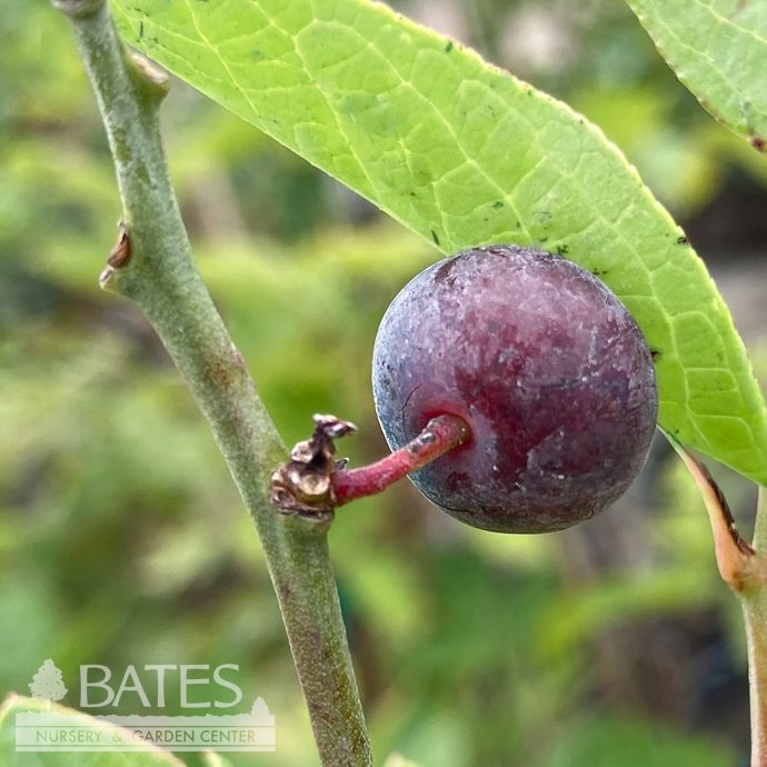 Edible #3 Vaccinium ashei SL Takes The Cake (Vernon)/ Rabbiteye Blueberry Native (TN)