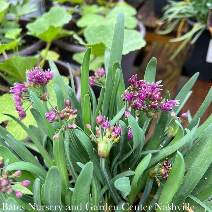#1 Allium Lavender Bubbles/ Flowering Onion