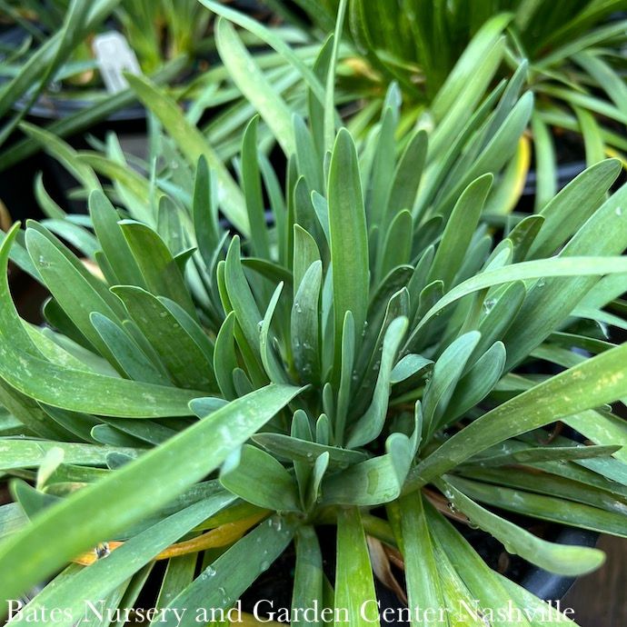 #1 Allium Lavender Bubbles/ Flowering Onion
