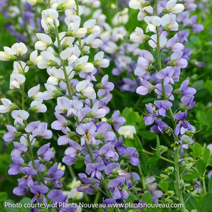 #1 Baptisia x Lunar Eclipse/ White, Purple False Indigo