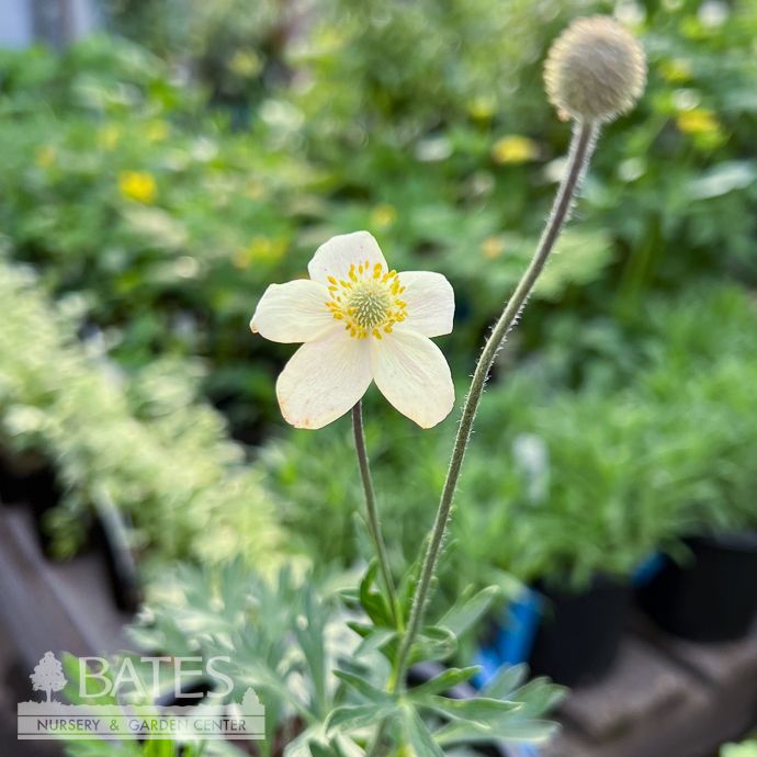 #1 Anemone x Spring Beauty White