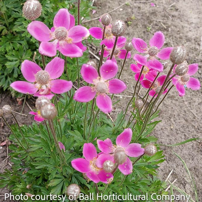 #1 Anemone syl Spring Beauty Pink