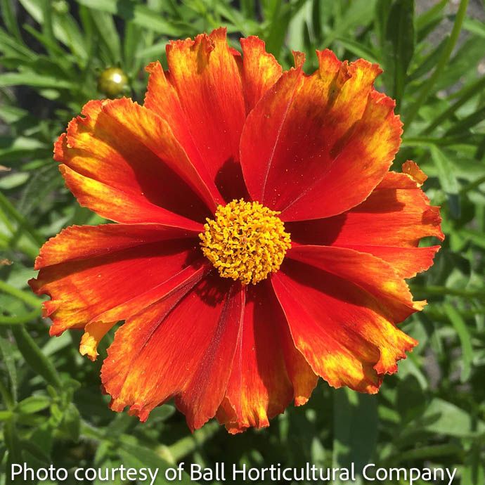 #1 Coreopsis x Li'l Bang 'Firewheel'/ Compact Orange Red Yellow Tickseed