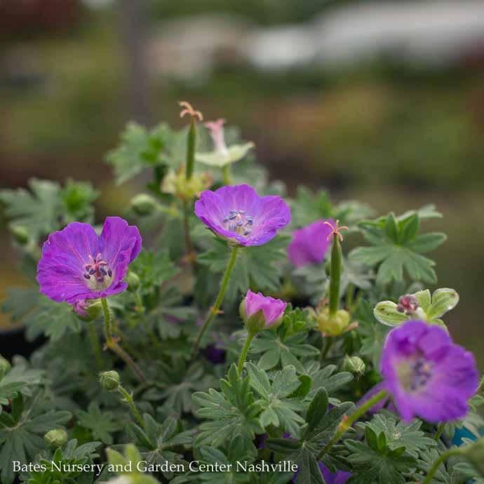 #1 Geranium sang Max Frei/ Cranesbill