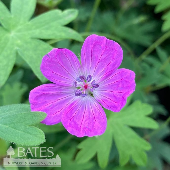 #1 Geranium sang Max Frei/ Cranesbill