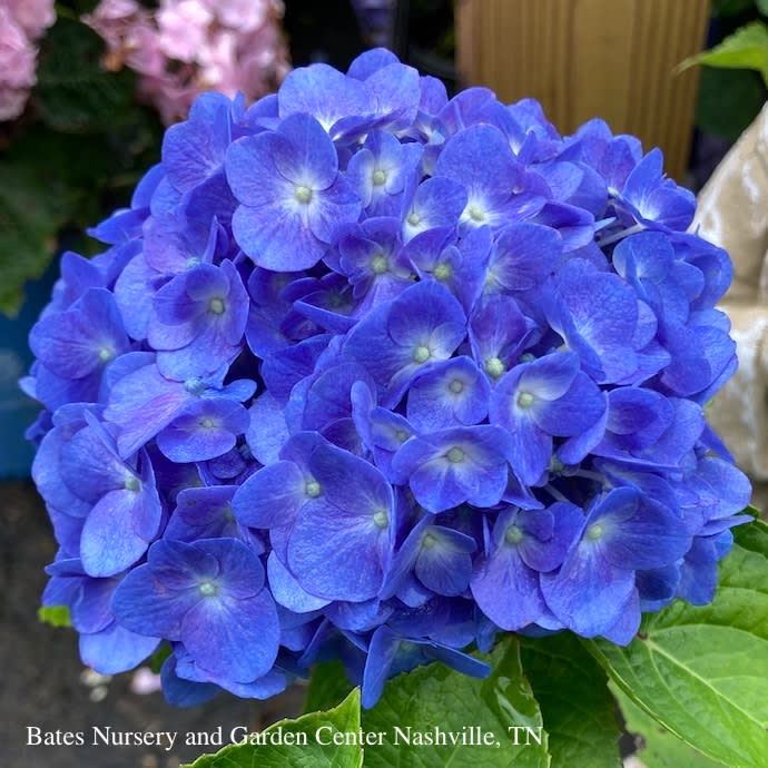#3 Hydrangea mac PW Let's Dance 'Blue Jangles'/ Bigleaf/ Mophead Rebloom Blue to Pink