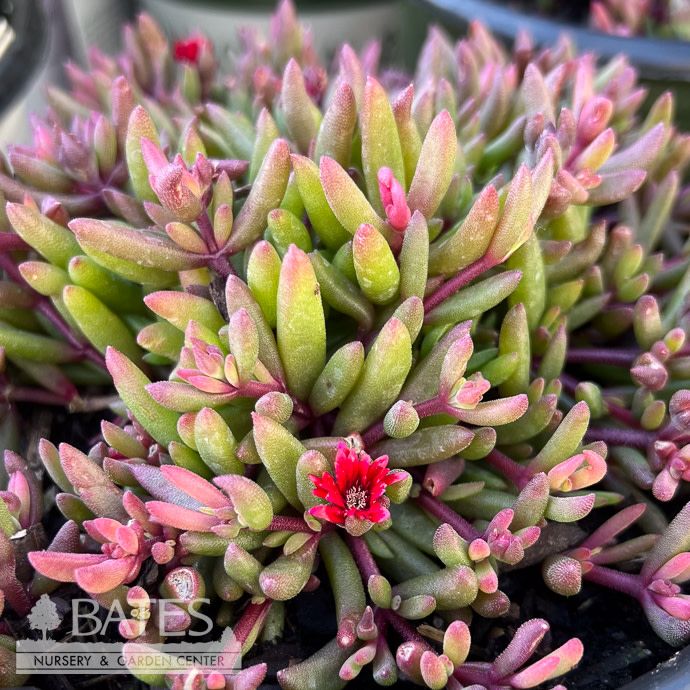 #1 Delosperma Desert Dancers 'Red'/ Ice Plant