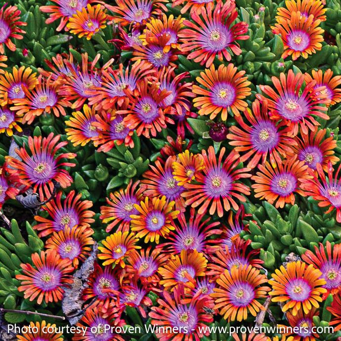 #1 Delosperma Fire Spinner/ Ice Plant