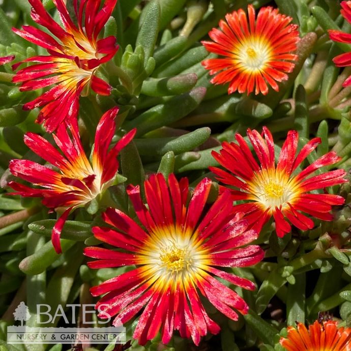 #1 Delosperma Wheels of Wonder 'Fire Wonder'/ Ice Plant