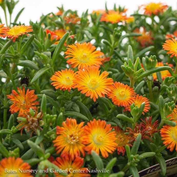 #1 Delosperma Wheels of Wonder 'Fire Wonder'/ Ice Plant