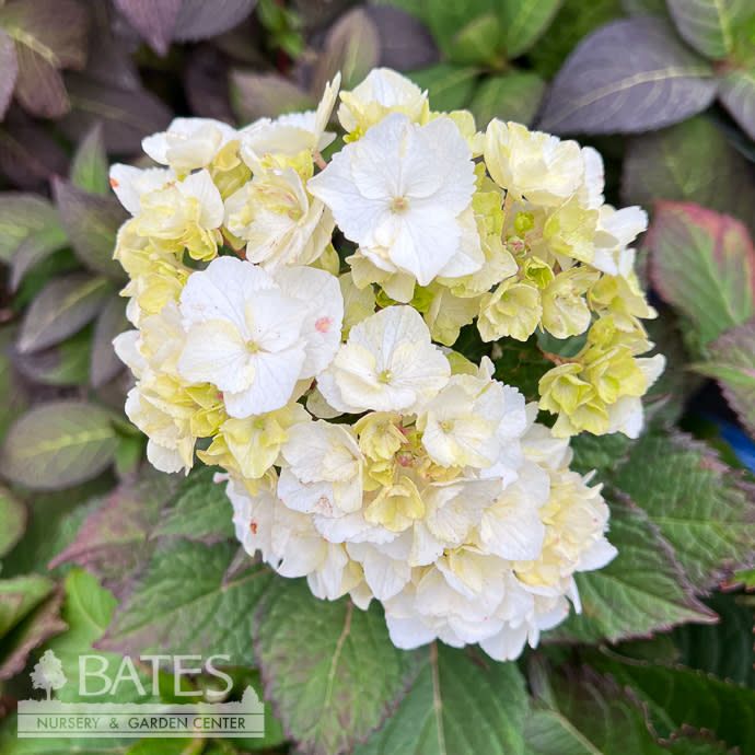 #3 Hydrangea mac Endless Summer 'DreamCloud'/ Bigleaf/ Mophead Rebloom White
