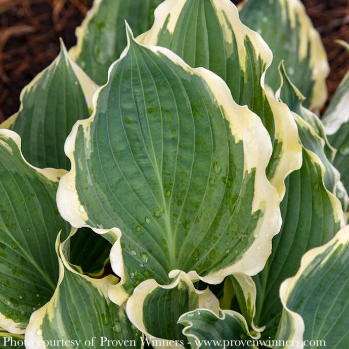 #1 Hosta x PW Shadowland Hope Springs Eternal/ Blue-Green w/ Ivory