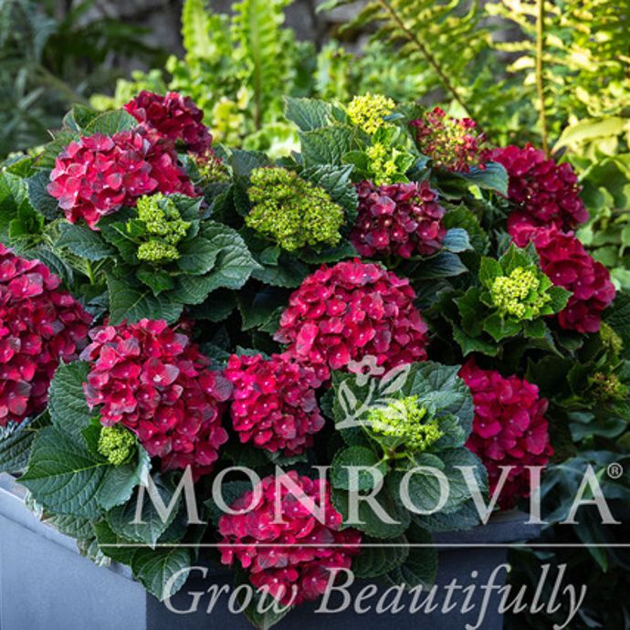 #2 Hydrangea mac Centennial Ruby/ Repeat Bigleaf (Limit 3)
