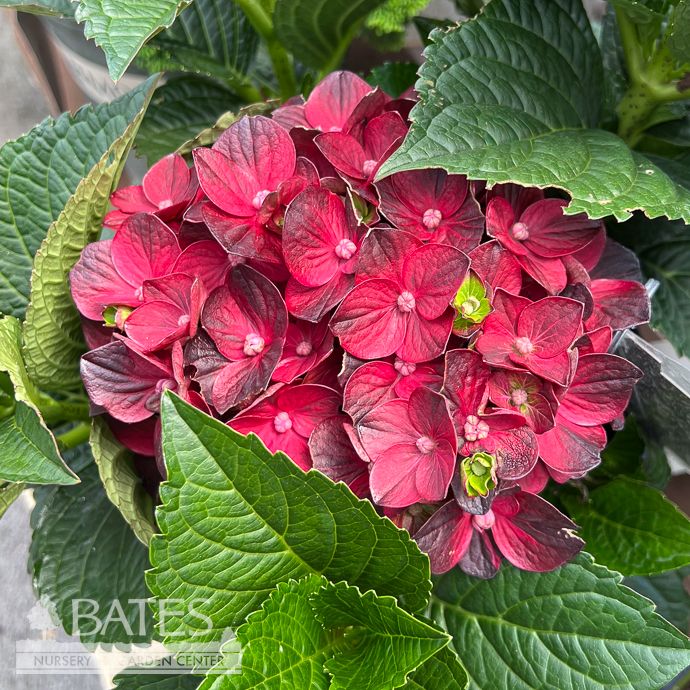 #2 Hydrangea mac Centennial Ruby/ Repeat Bigleaf