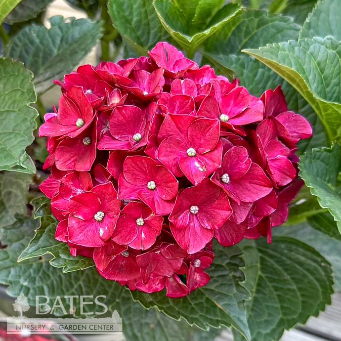 #2 Hydrangea mac Centennial Ruby/ Repeat Bigleaf