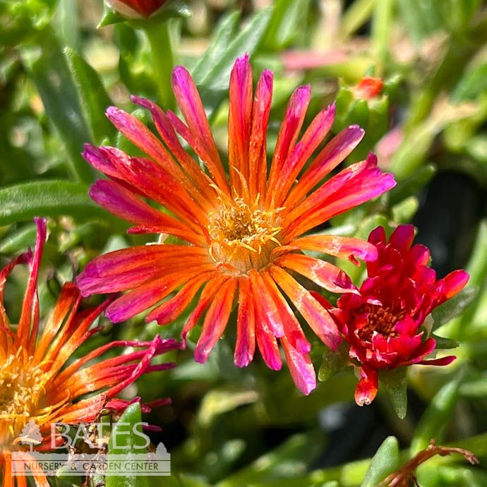#1 Delosperma x Ocean Sunset 'Orange Glow'/ Ice Plant
