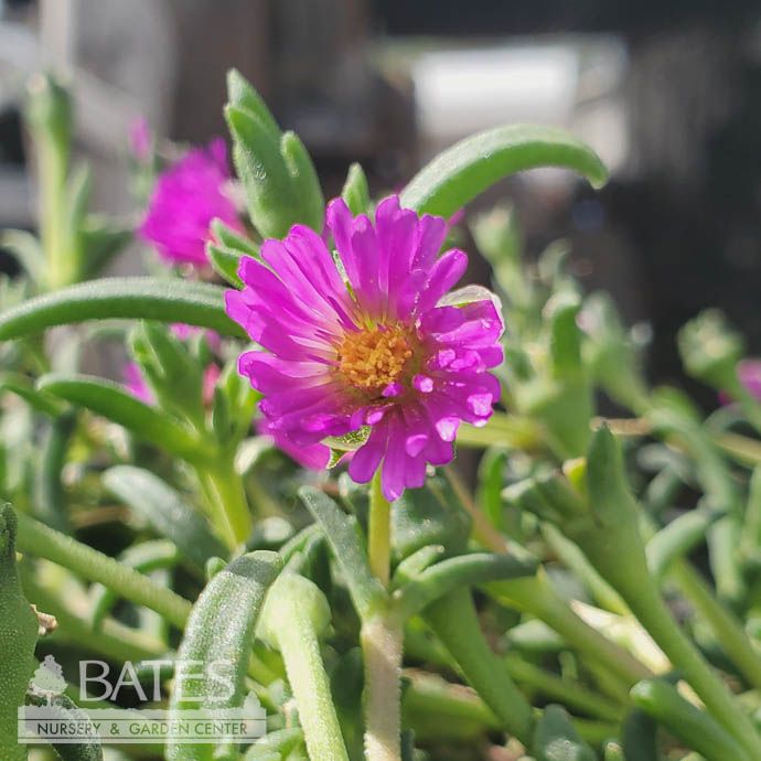 #1 Delosperma x Ocean Sunset 'Violet'/ Ice Plant