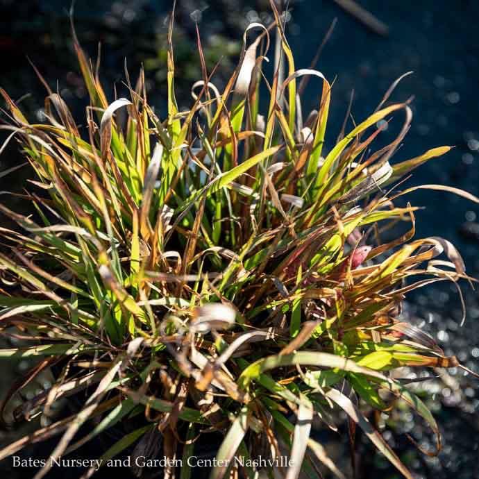 #1 Grass Eragrostis spectabilis/Purple Love Native (TN)