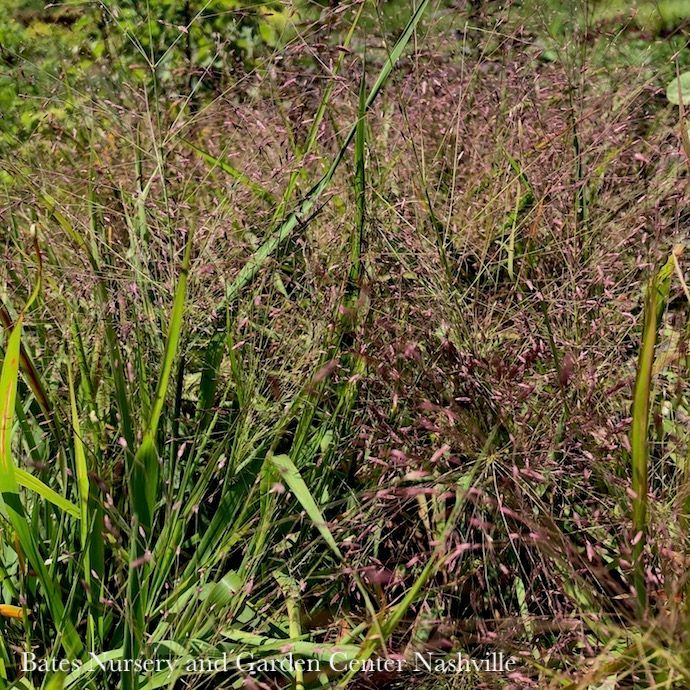 #1 Grass Eragrostis spectabilis/Purple Love Native (TN)