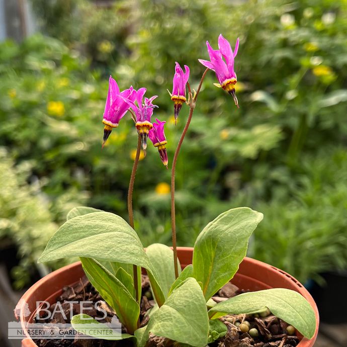 QP Dodecatheon Aphrodite/ Shooting Star Ephemeral Native (TN)