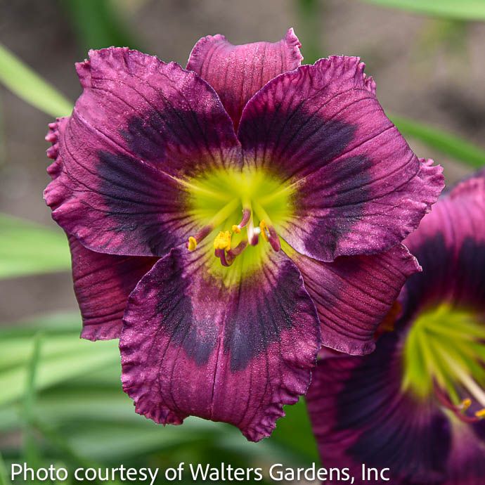 #1 Hemerocallis Kansas Kitten/ Repeat Lavender-purple Daylily