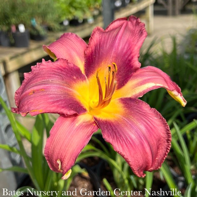 #1 Hemerocallis Summer Wine/ Purple Daylily