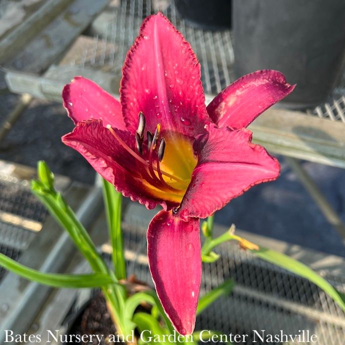 #1 Hemerocallis Summer Wine/ Purple Daylily