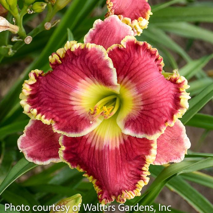 #1 Hemerocallis Born To Run/ Daylily