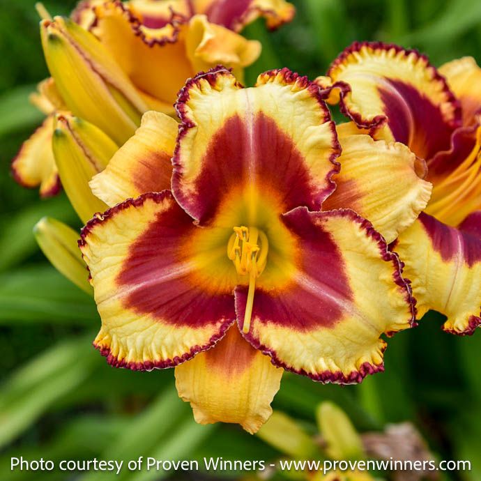 #1 Hemerocallis PW Blazing Glory/ Yellow, Red Daylily