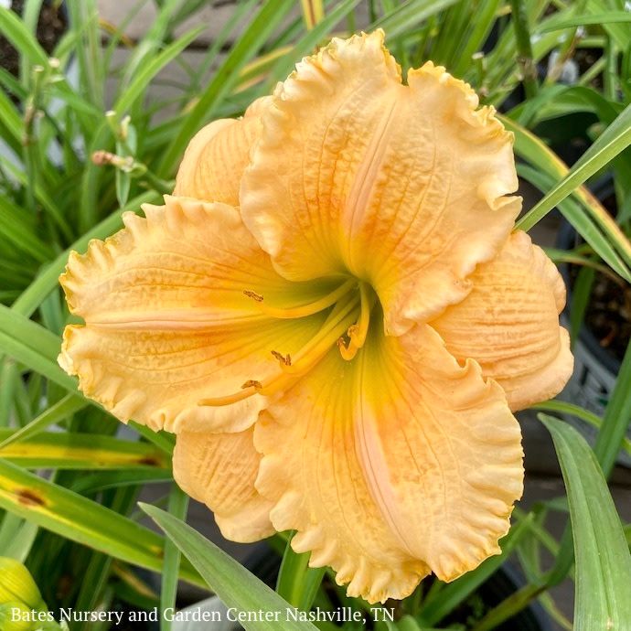 #1 Hemerocallis PW Rainbow Rhythm Orange Smoothie/ Daylily