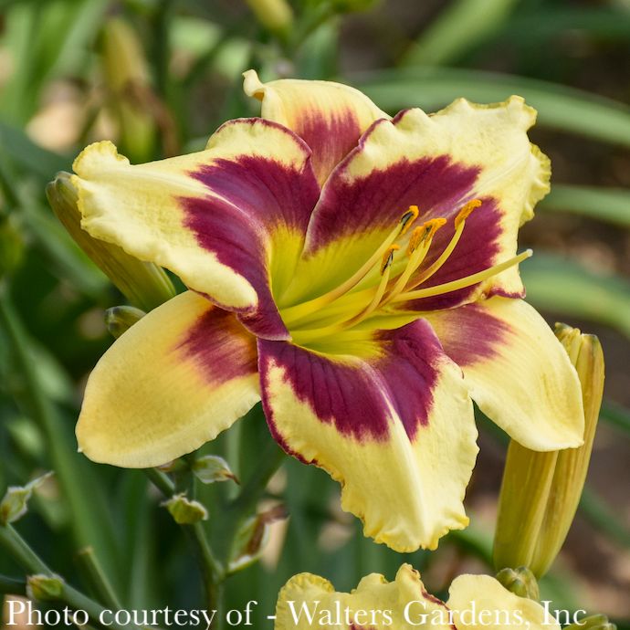 #1 Hemerocallis PW Star of the North/ Red and Yellow Daylily