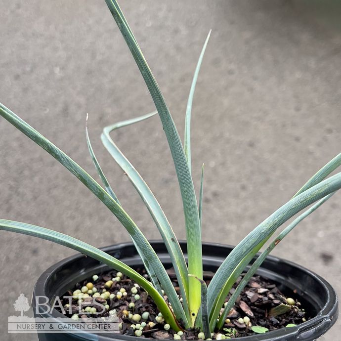 #1 Hesperaloe Weeping Pink/ Yucca