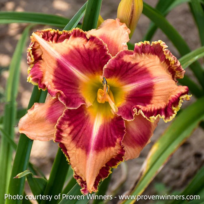 #1 Hemerocallis PW Lake of Fire/ Orange, Red Daylily