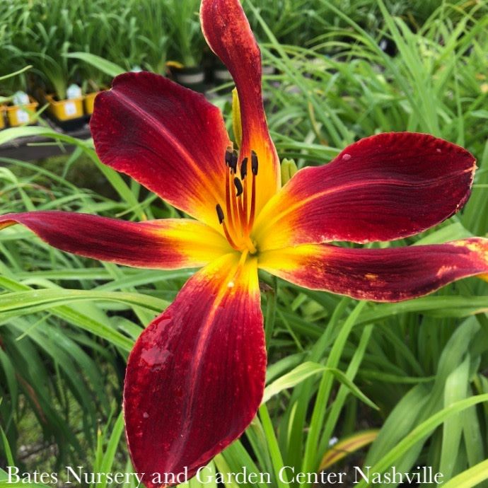 #1 Hemerocallis x Rainbow Rhythm 'Ruby Spider'/ Red Daylily
