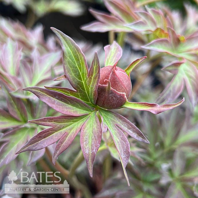 #2 Paeonia x Hillary/ Pink Itoh Tree Peony