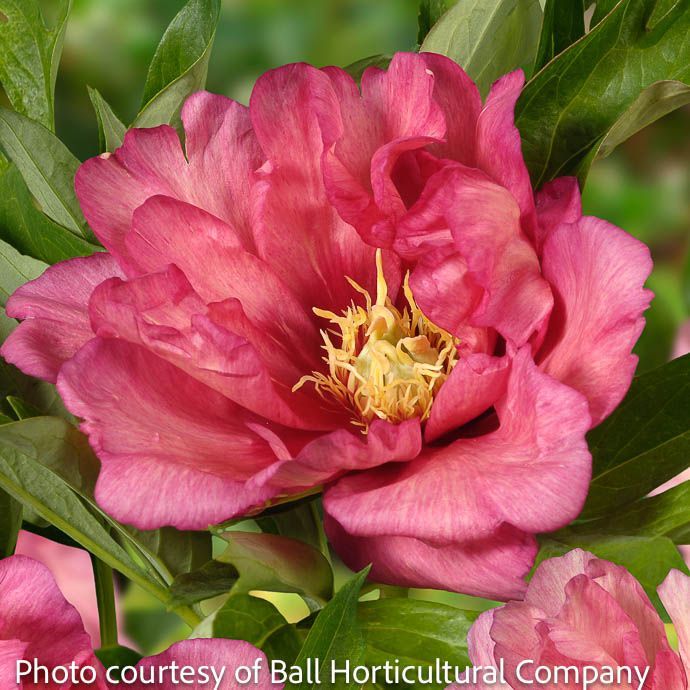 #2 Paeonia x Hillary/ Pink Itoh Tree Peony