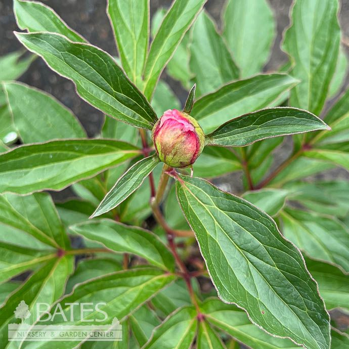 #1 Paeonia lactiflora Sorbet/ Double Pink and White Peony
