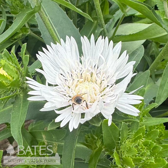 #1 Stokesia laevis PW Whitecaps/ White Stoke's Aster Native (R)