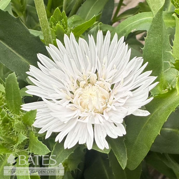 #1 Stokesia laevis PW Whitecaps/ White Stoke's Aster Native (R)