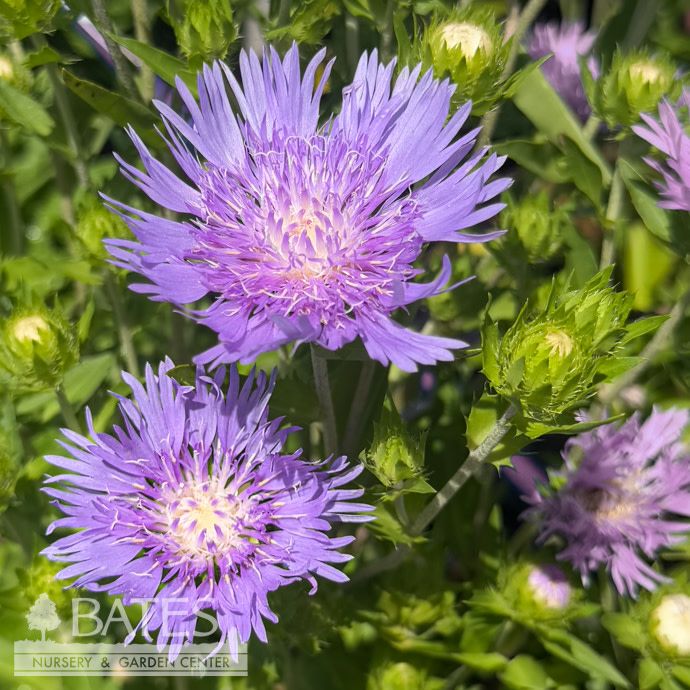 #1 Stokesia laevis Peachie's Pick/ Stoke's Aster Native (R)