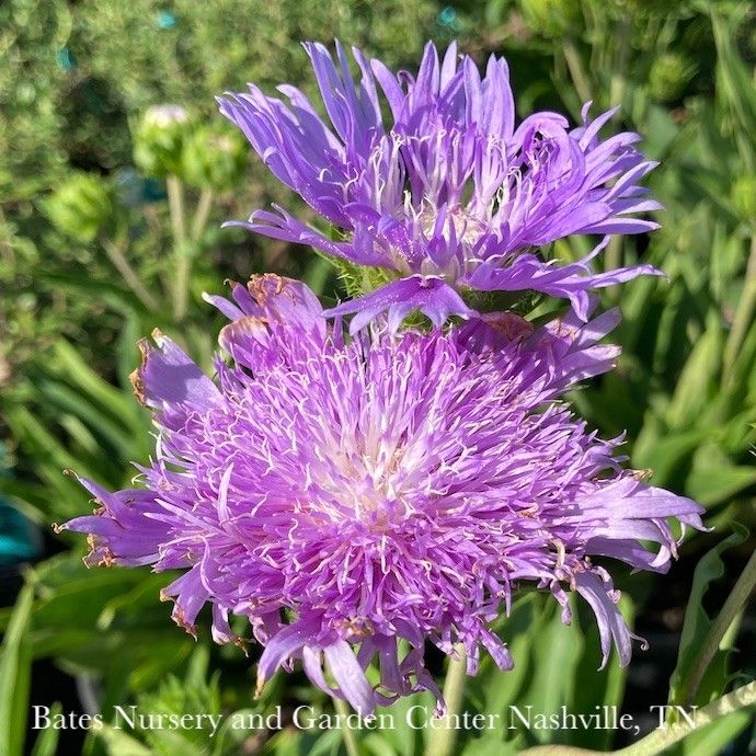 #1 Stokesia laevis Peachie's Pick/ Stoke's Aster Native (R)
