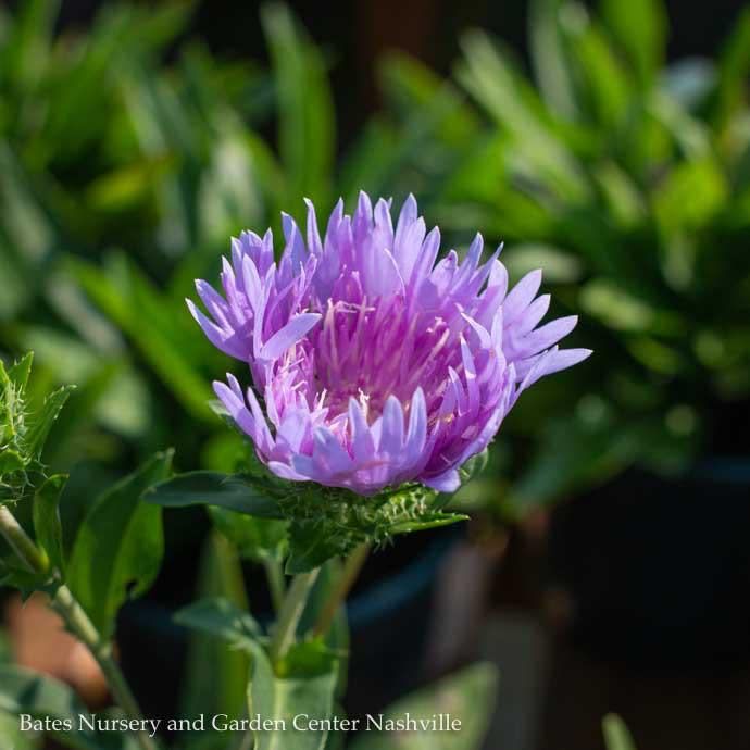 #1 Stokesia laevis Peachie's Pick/ Stoke's Aster Native (R)