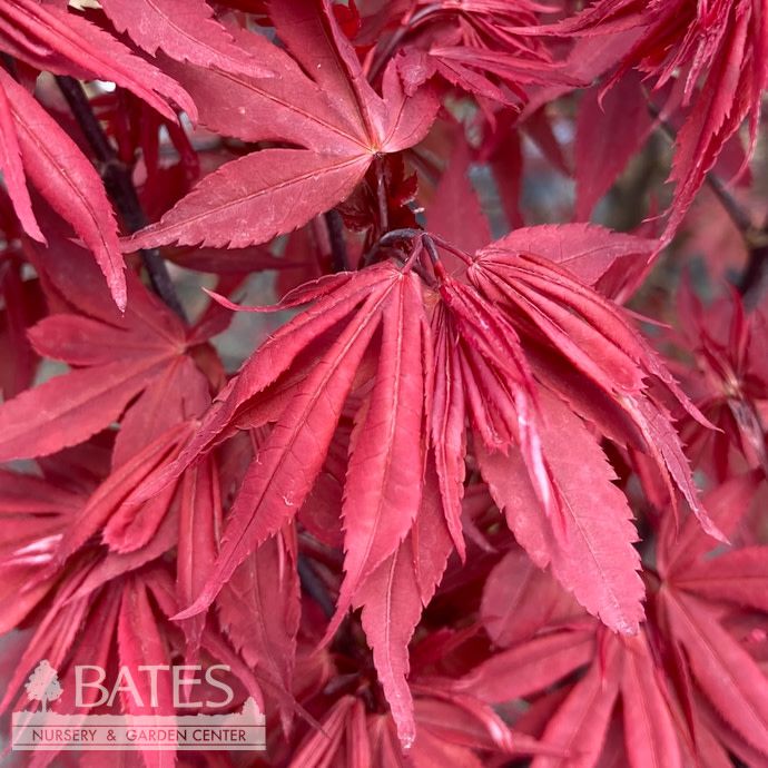 #2 Acer pal Twombly's Red Sentinel/ Upright Red Japanese Maple