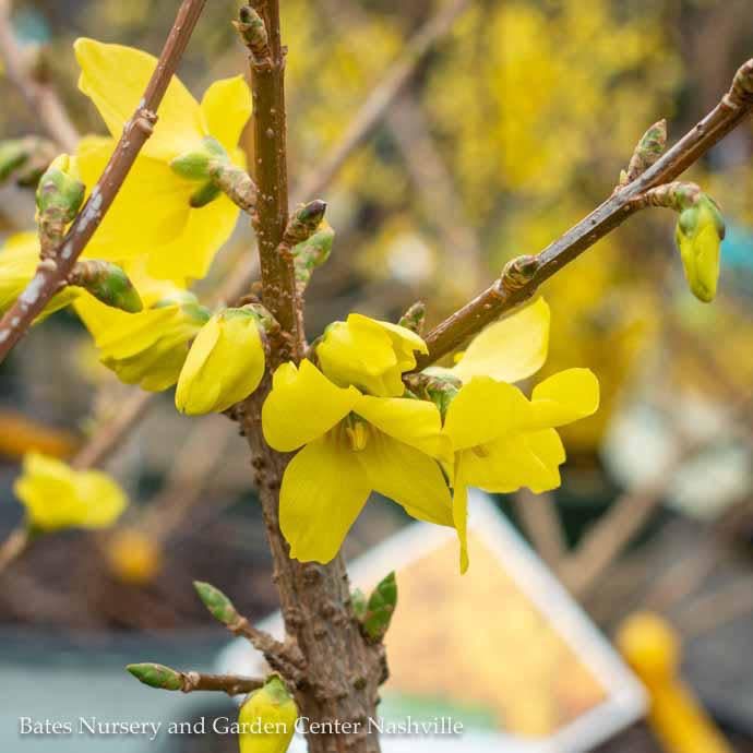 #2 Forsythia x PW Show Off Starlet/ Dwarf